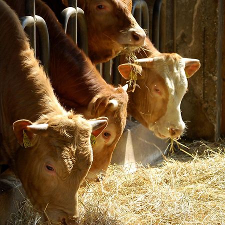 Farm Stay Malovscevo Vitovlje エクステリア 写真